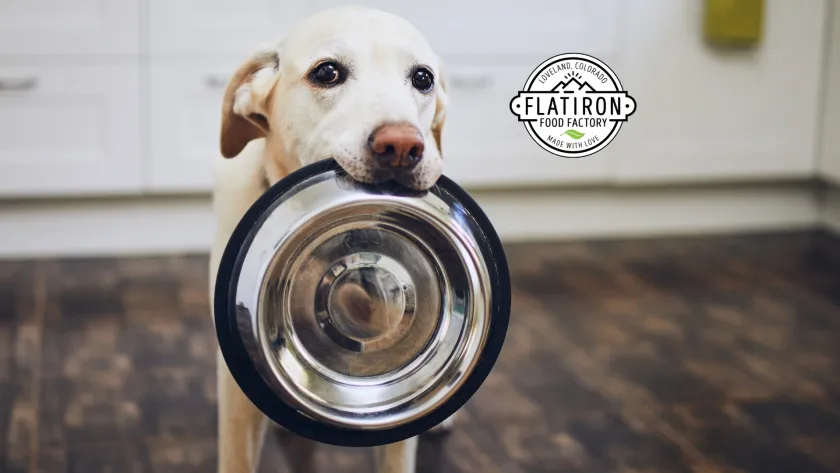 A dog carrying a food bowl in its mouth